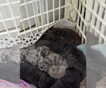 Small #9 Faux Frenchbo Bulldog