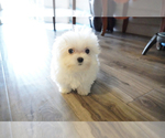 Small Photo #11 Maltese Puppy For Sale in LOS ANGELES, CA, USA