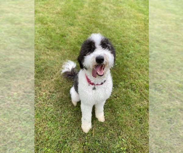 Medium Photo #1 Sheepadoodle Puppy For Sale in BELLEFONTE, PA, USA