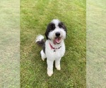 Small Photo #1 Sheepadoodle Puppy For Sale in BELLEFONTE, PA, USA