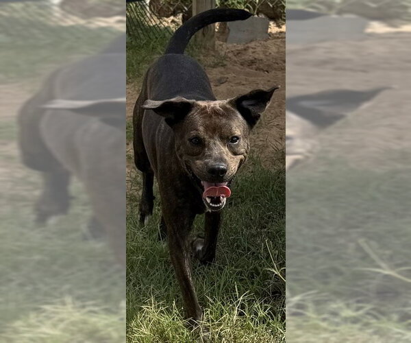 Medium Photo #3 Mutt Puppy For Sale in Augusta, GA, USA