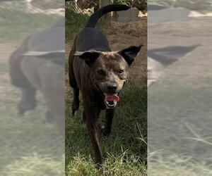 PUMPKIN - Male Mutt Dog for Adoption - Photo #3