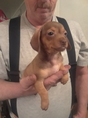 Chiweenie Puppy for sale in YAKIMA, WA, USA