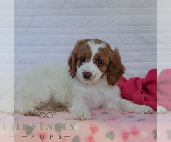 Medium Photo #5 Goldendoodle (Miniature) Puppy For Sale in LITITZ, PA, USA