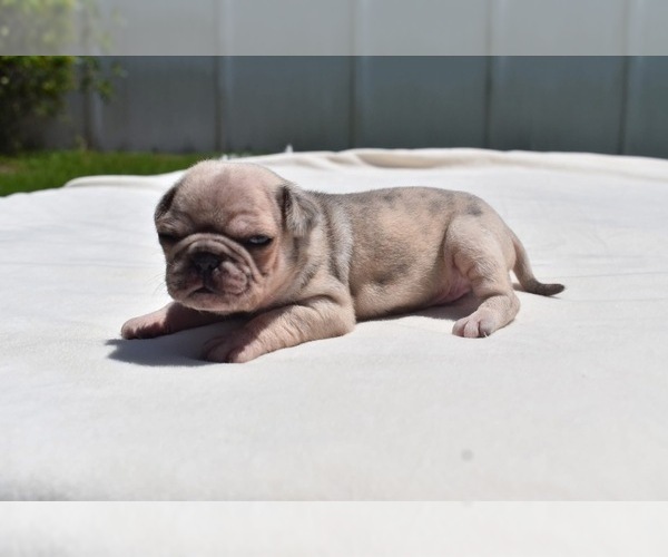 Medium Photo #6 Pug Puppy For Sale in PALM COAST, FL, USA