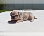 Small Photo #6 Pug Puppy For Sale in PALM COAST, FL, USA