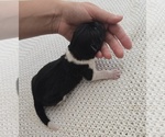 Small Photo #31 Akita Puppy For Sale in STRAFFORD, MO, USA