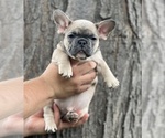 Puppy Puppy 2 Comet French Bulldog