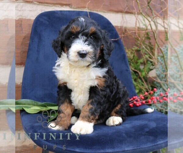 Medium Photo #3 Bernedoodle (Miniature) Puppy For Sale in NARVON, PA, USA