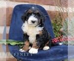 Small #2 Bernedoodle (Miniature)