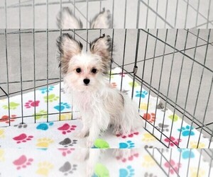 Papitese Puppy for sale in ORO VALLEY, AZ, USA