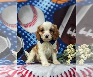 Cavapoo Puppy for sale in STEVENS, PA, USA