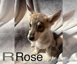 Puppy 1 German Shepherd Dog-Siberian Husky Mix