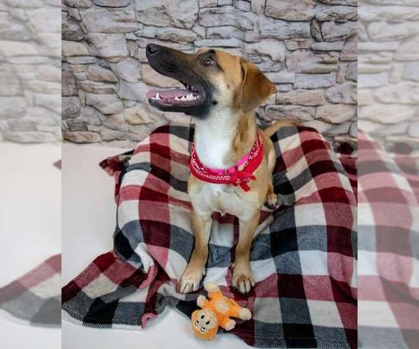 Medium Photo #3 Mutt Puppy For Sale in Kennesaw, GA, USA