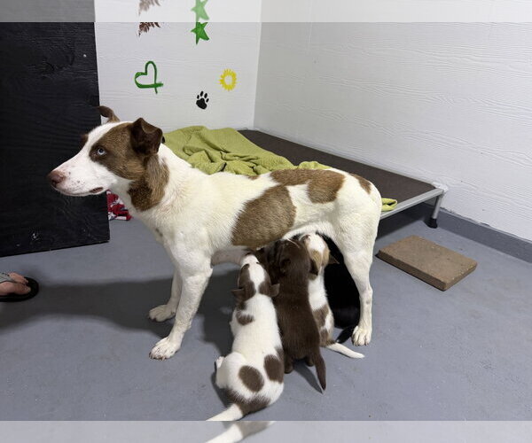 Medium Photo #3 Labrador Retriever-Unknown Mix Puppy For Sale in The Woodlands, TX, USA