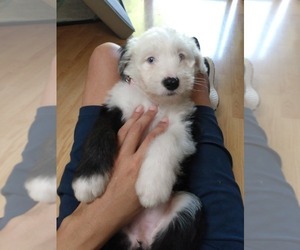 Old English Sheepdog Puppy for sale in PORT ORCHARD, WA, USA