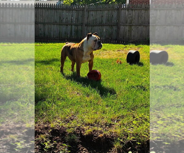 Medium Photo #3 Bulldog Puppy For Sale in Brewster, NY, USA