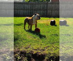 Small #2 Bulldog