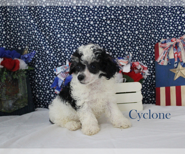 Medium Photo #15 Poodle (Toy) Puppy For Sale in CHANUTE, KS, USA