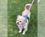 Small #1 Mutt