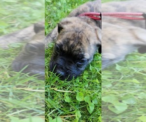 Mastiff Puppy for sale in FAIRFIELD, VT, USA