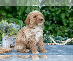 Small #2 Poodle (Miniature)