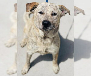 Labrador Retriever-Unknown Mix Dogs for adoption in East Derry, NH, USA