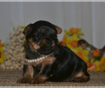 Small Photo #1 Yorkshire Terrier Puppy For Sale in ALLEN, TX, USA