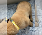 Small #14 Cane Corso