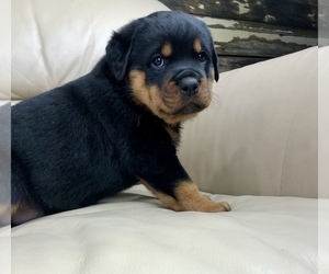 Rottweiler Puppy for sale in BRIGHTON, CO, USA