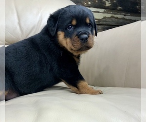 Rottweiler Puppy for Sale in BRIGHTON, Colorado USA