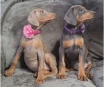Small Photo #31 Doberman Pinscher Puppy For Sale in POMEROY, OH, USA
