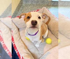 American Pit Bull Terrier-Unknown Mix Dogs for adoption in Brewster, MA, USA