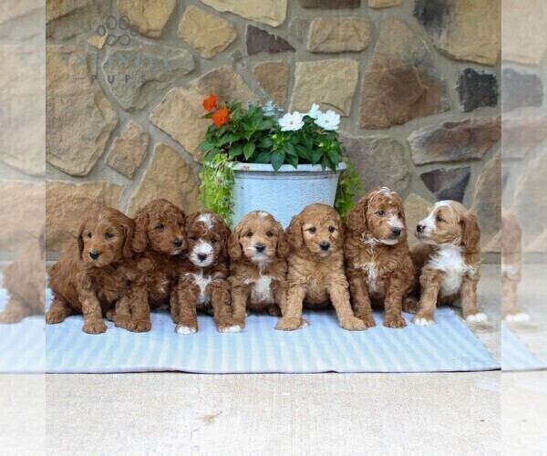 Medium Photo #2 Goldendoodle (Miniature) Puppy For Sale in EAST EARL, PA, USA