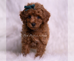 Small #1 Poodle (Miniature)