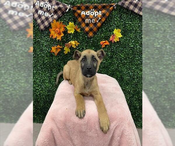 Medium Photo #1 German Shepherd Dog-Unknown Mix Puppy For Sale in Grasswood, Saskatchewan, Canada