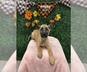 German Shepherd Dog-Unknown Mix Dogs for adoption in Grasswood, Saskatchewan, Canada