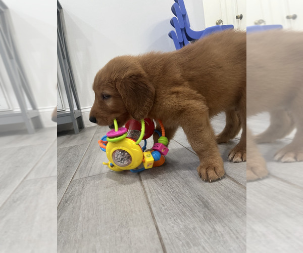 Medium Photo #2 Golden Retriever Puppy For Sale in ORLANDO, FL, USA