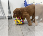 Small #1 Golden Retriever