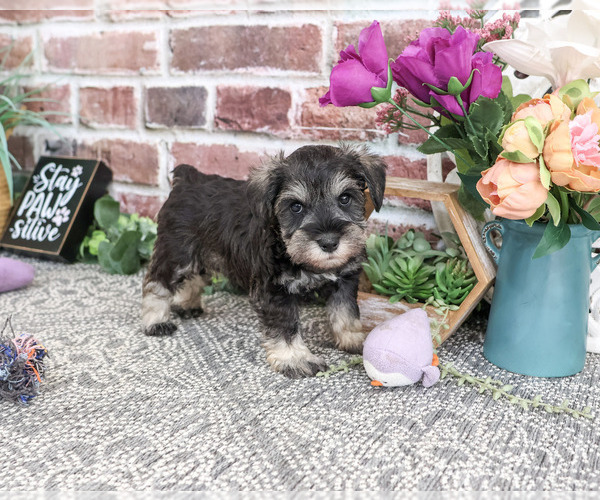 Medium Photo #2 Schnauzer (Miniature) Puppy For Sale in SYRACUSE, IN, USA