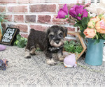 Small #1 Schnauzer (Miniature)