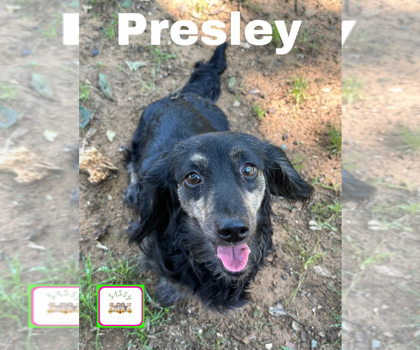 Medium Photo #1 Dachshund Puppy For Sale in BENNINGTON, OK, USA