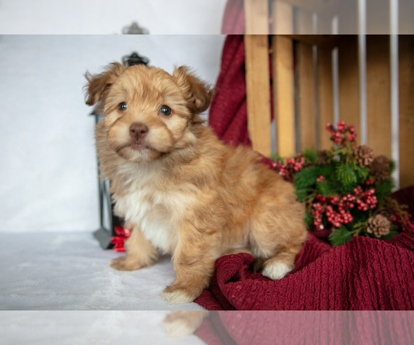 Medium Photo #3 Havanese Puppy For Sale in SHELBY, OH, USA
