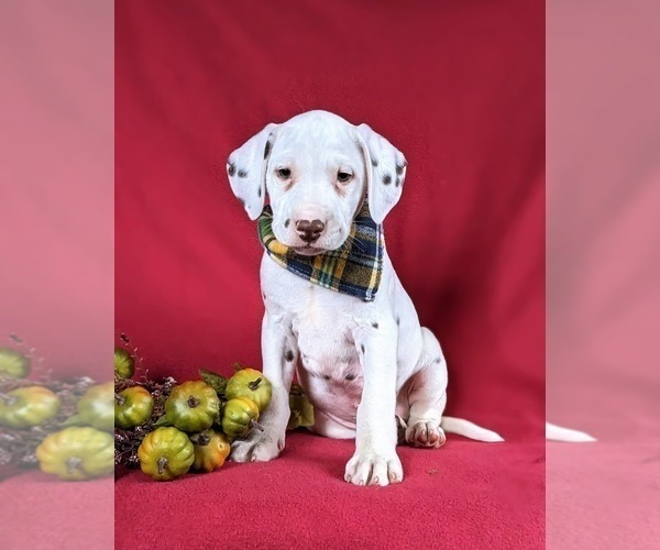 Medium Photo #1 Dalmatian Puppy For Sale in QUARRYVILLE, PA, USA