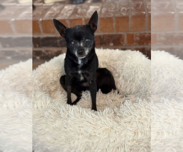 Medium Photo #3 Chipin Puppy For Sale in Euless, TX, USA