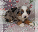 Small #17 Miniature Australian Shepherd