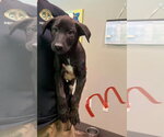 Saber (NY-Emily) - Male Mutt Dog for Adoption - Small photo