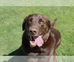 Small #3 Labrador Retriever