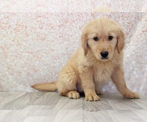 Golden Retriever Puppy for sale in MARIETTA, GA, USA