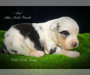Miniature Australian Shepherd Puppy for sale in SMITHVILLE, AR, USA